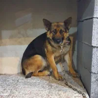 سگ ژرمن