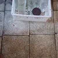 عرقیجات بزرگ  زعفران فروشی ایست