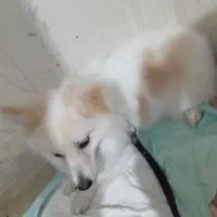 سگ اشپیتز نر