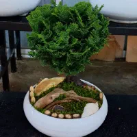 بن سای کاج نانا|گل و گیاه طبیعی|تهران, فدک|دیوار