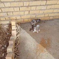 یک‌جفت‌کبوتر‌پلاکی‌به‌شرط|پرنده|اقلید, |دیوار