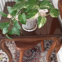 حراج گل پتوس و سانسوریا