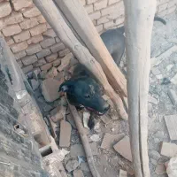 سگ نگهبان