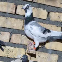 کفتر یا کبوتر