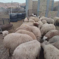 گوسفند داشتی|حیوانات مزرعه|دره شهر, |دیوار