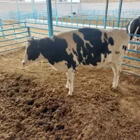 تلیسه آبستن