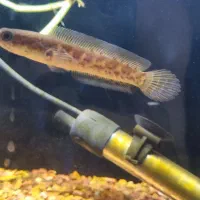 چانا|ماهی|تهران, کیانشهر|دیوار