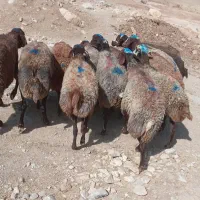 انواع گوسفند چاق موجوده