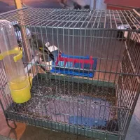 جوجه سهره نر