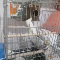 یک جفت عروس هلندی مولد|پرنده|تهران, آهنگران (سراسیاب دولاب)|دیوار