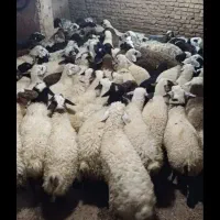 انواع نژاد های ایرانی مغان افشار کردستان