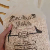 عروس هلندی نروماده جفت آماده تخم گذاری|پرنده|بابل, |دیوار