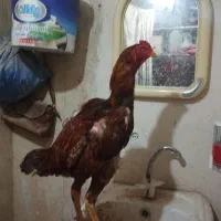 خروس لاری
