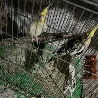 عروس هلندی جفت به شرط نطفه|پرنده|شاهین‌شهر, حافظ شمالی|دیوار