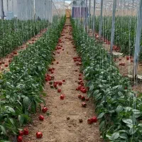 گلخانه|فروش زمین و ملک کلنگی|شاهین‌شهر, گرگاب|دیوار