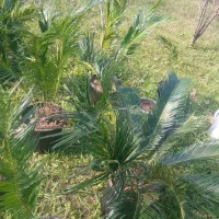 سیکاس|گل و گیاه طبیعی|خمام, |دیوار