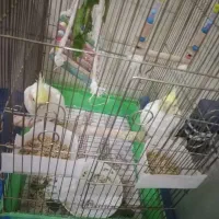 عروس هلندی|پرنده|زرقان, |دیوار