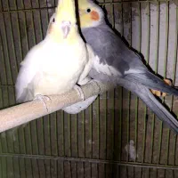 با سلام فروش عروس هلندی|پرنده|خرامه, |دیوار