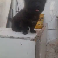 سگ چاوچاو قیمت ۱۵ تومان|سگ|اصفهان, بهارستان|دیوار