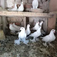 کبوتر چشم قرمز