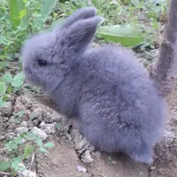 خرگوش کوچیک با رنگ خاص