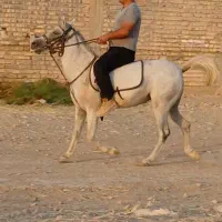 فروش اسب|اسب و تجهیزات اسبسواری|فسا, |دیوار