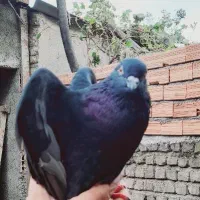 کبوتر