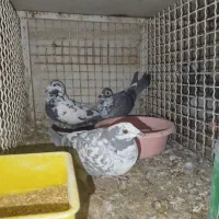 کبوتر بزک