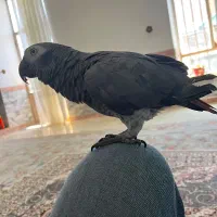 کاسکو دم قهوه ای|پرنده|فردوس (خراسان), |دیوار