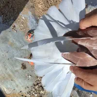 کبوتر پرشی|پرنده|محمدشهر, جعفرآباد|دیوار