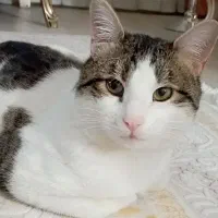 واگذاری برفی