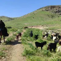فروش ۸ کهره نر و ۸ بره ماده