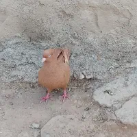 کبوتر