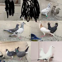 کفتر