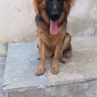 سگ ژرمن