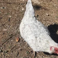 مرغ و خروس