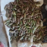 بلوط ۶۰۰ تومان