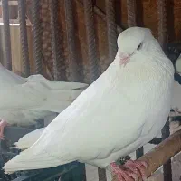 سفید چشم سفید