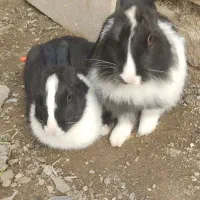 خرگوش خانگی