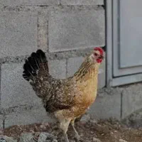 مرغ