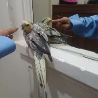 عروس هلندی