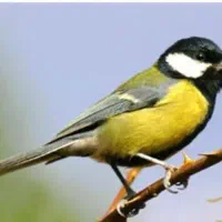 سهره قابل معاوضه