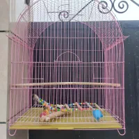 قفس پرنده ساده جوجه پران کاسکویی