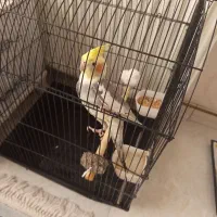 عروس هلندی نر سخنگو با قفس و همه وسایل