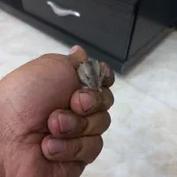 همستر وینتر وایت و کمپل|موش و خرگوش|تهران, مشیریه|دیوار