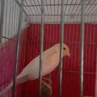 قناری نر درشت