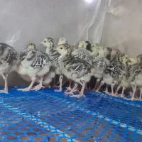 جوجه بوقلمون ۳ الی ۱۰ روزه
