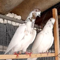 کبوتر پرشی کله دار و سفید