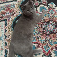 گربه بریتیش نر