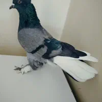 کفتر.نژاد.قدیم.عتیقه.خال پرش|پرنده|ری, شهرری|دیوار